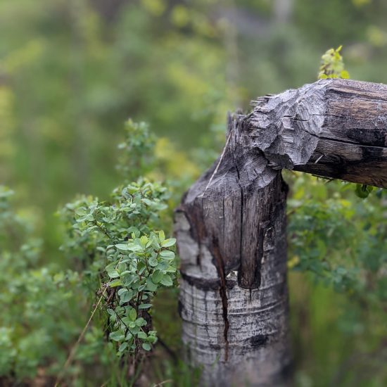 old fallen tree new plant life